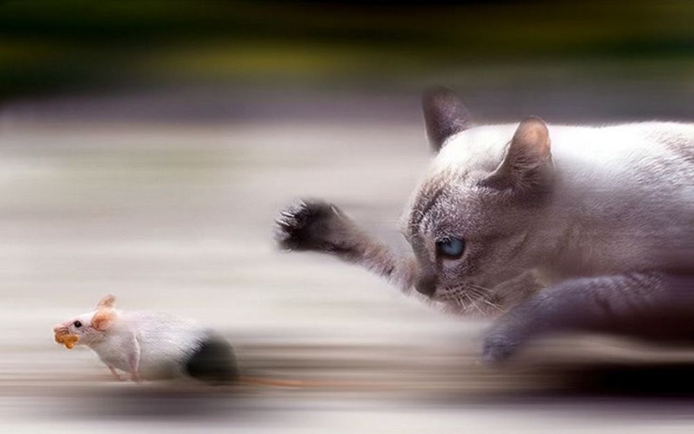сиамская кошка ловит мышей