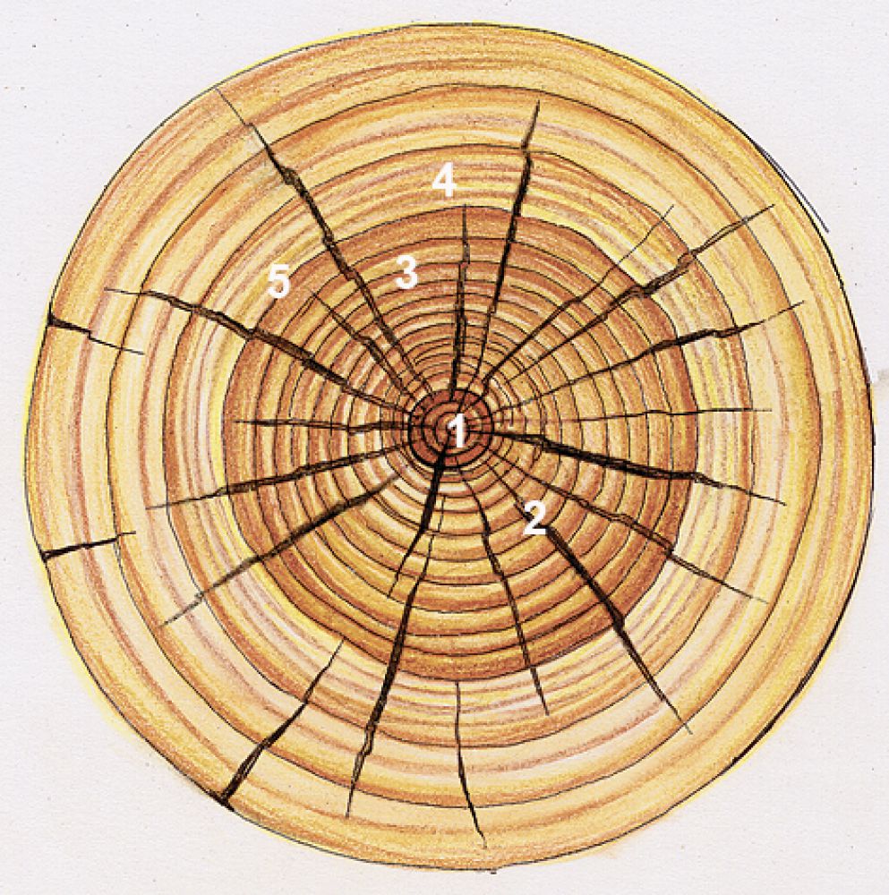 строение стебля дерева сердцевинные лучи. макроструктура древесины поперечный срез. строение древесины продольный и поперечный срез ствола. продольно-поперечный срез древесного стебля. ядро заболонь сердцевинные лучи.